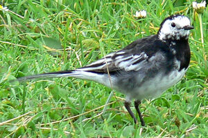 White Wagtail