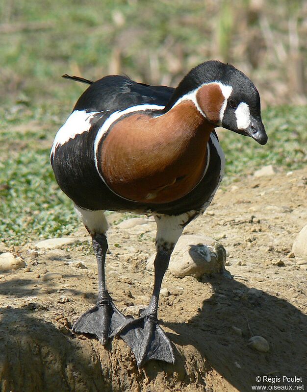 Red-breasted Gooseadult