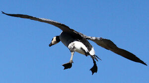 Barnacle Goose