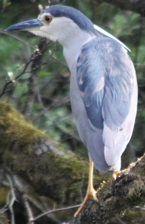 Black-crowned Night Heron