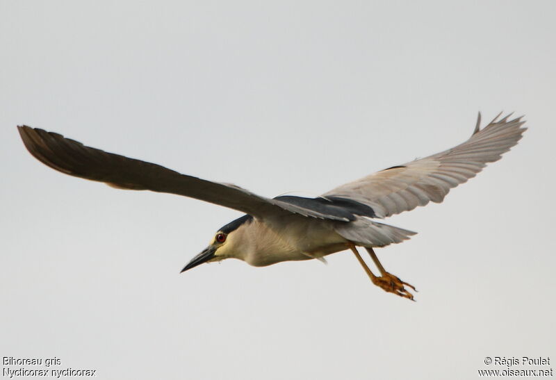 Black-crowned Night Heron, Flight