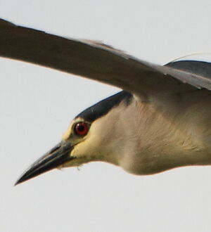 Black-crowned Night Heron