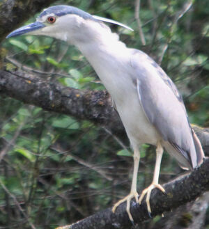 Black-crowned Night Heron