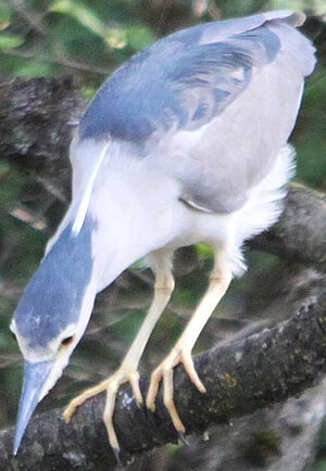 Black-crowned Night Heron