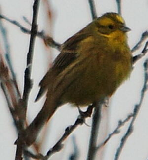 Bruant jaune