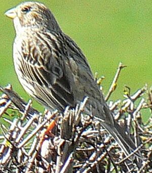 Corn Bunting