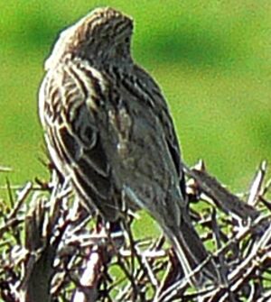 Corn Bunting