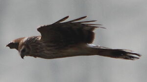 Hen Harrier
