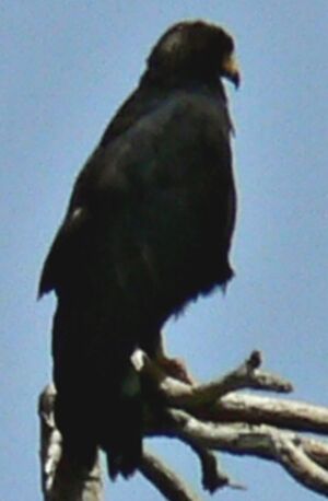 Common Black Hawk