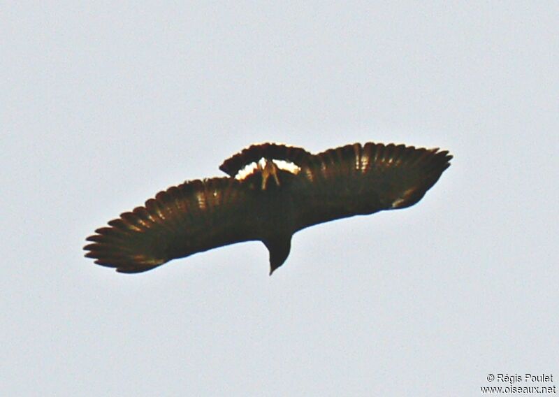 Common Black Hawk, Flight