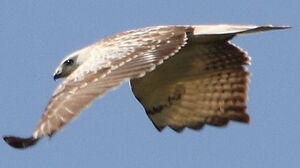 Buse variable