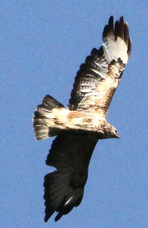 Buse variable