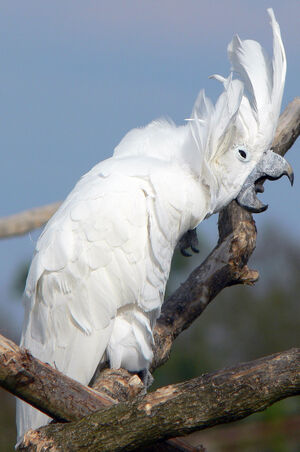 Cacatoès blanc