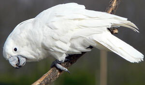 Cacato�s blanc