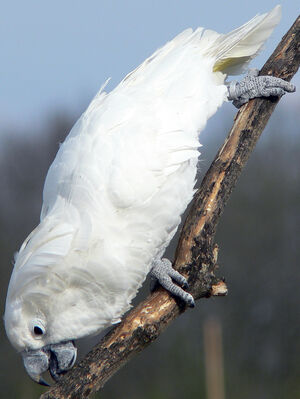 Cacato�s blanc