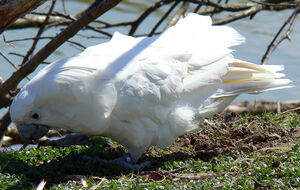 Cacato�s blanc