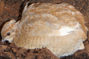 King Quail