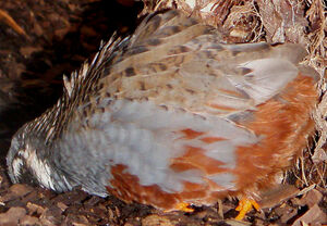 King Quail