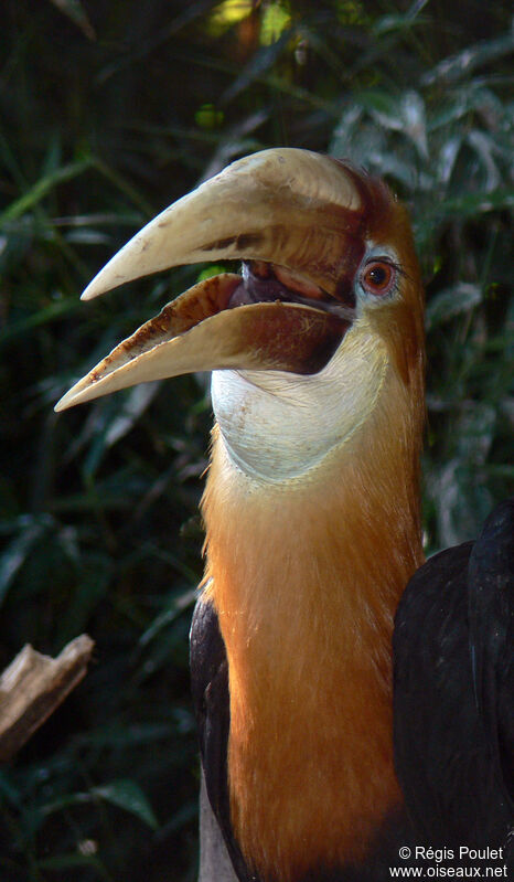 Calao papou mâle adulte, identification