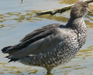 Canard � crini�re