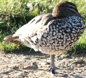 Canard à crinière