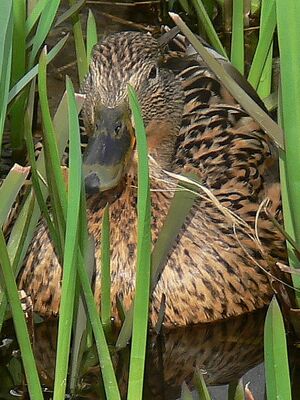 Mallard