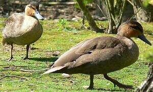 Philippine Duck