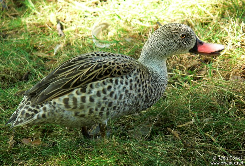 Cape Teal male adult