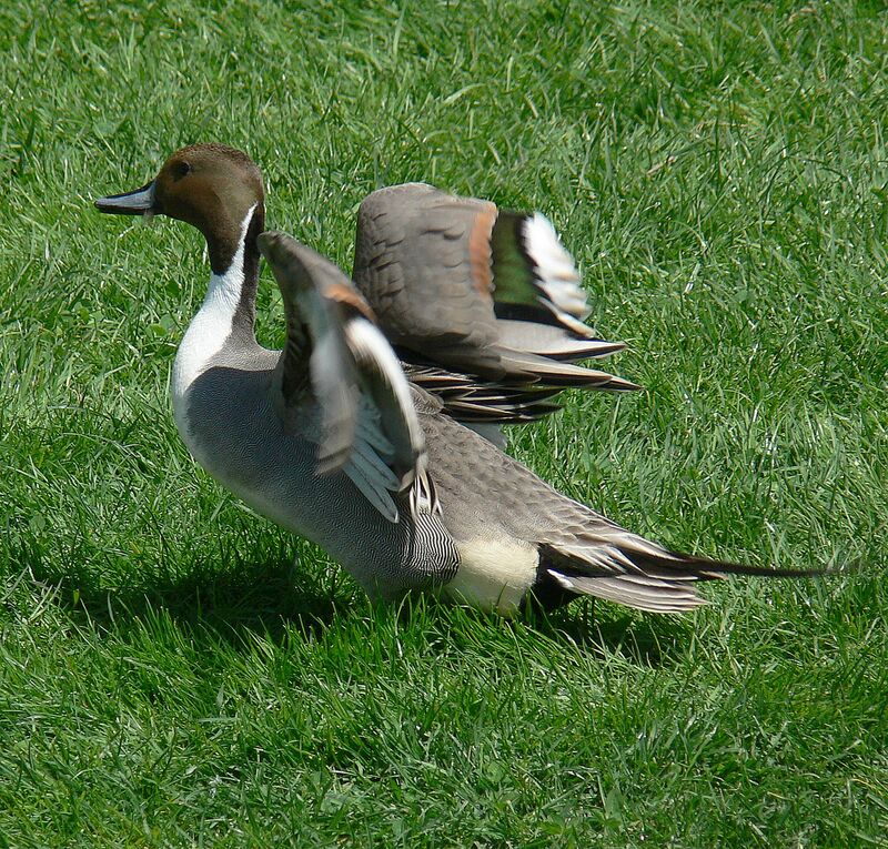 Northern Pintail male adult breeding