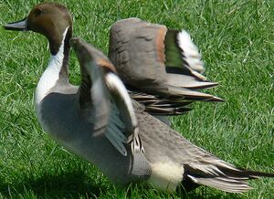 Canard pilet