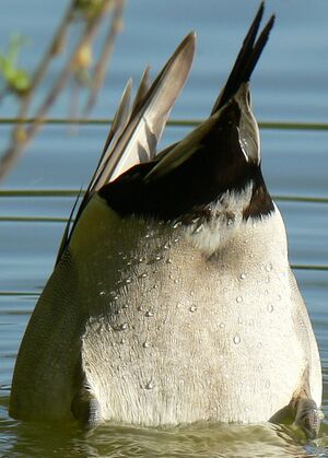 Canard pilet