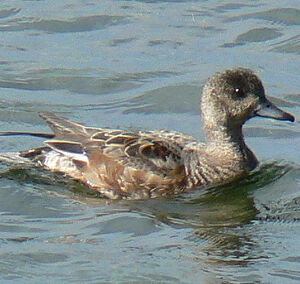 Canard siffleur