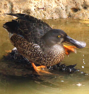 Canard souchet