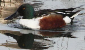 Northern Shoveler 
&copy; R�gis Poulet