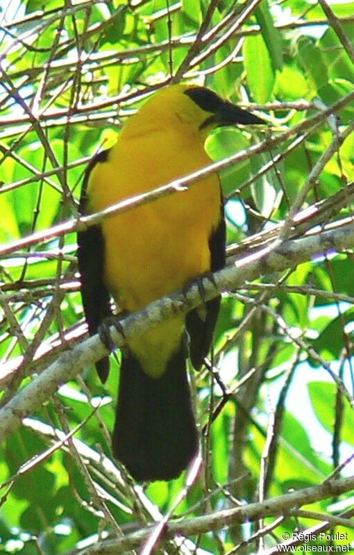 Oriole Blackbirdadult, identification