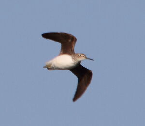 Green Sandpiper