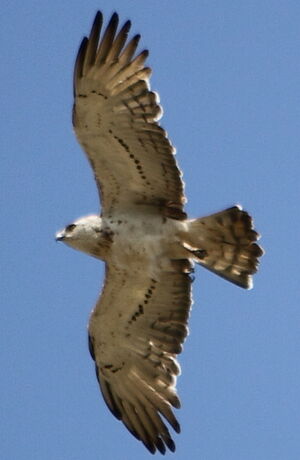 Short-toed Snake Eagle