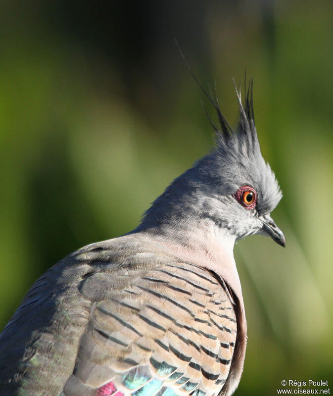 Crested Pigeon, identification