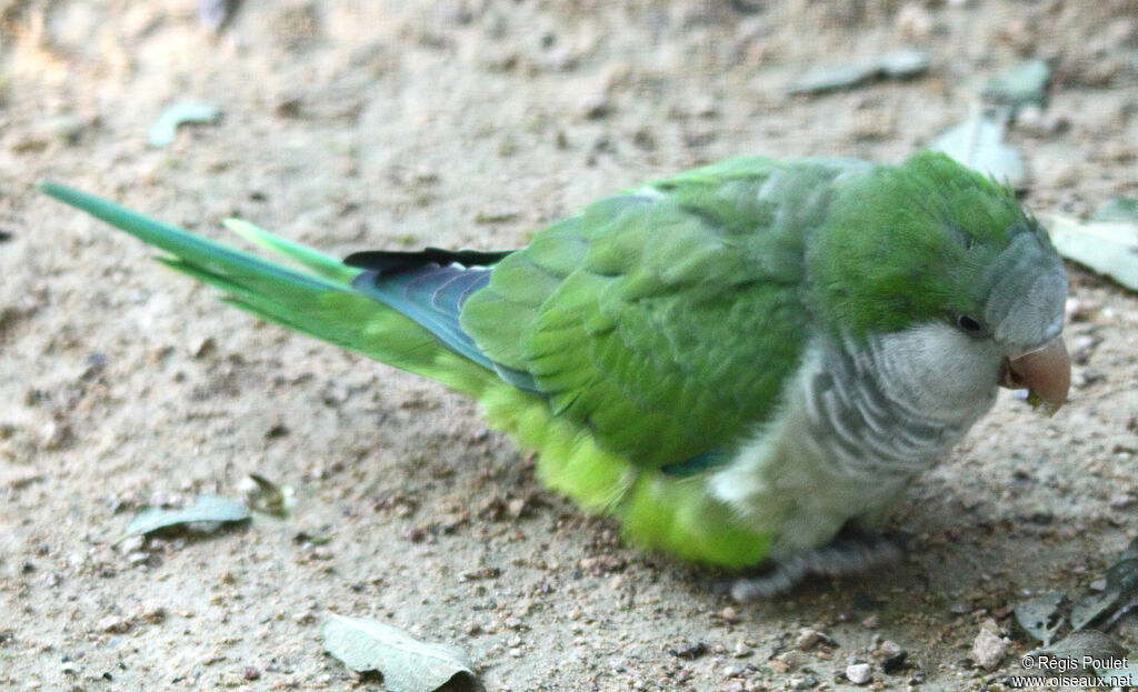 Conure veuve - Myiopsitta monachus