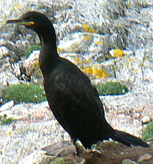 European Shag