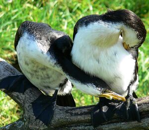 Cormoran pie