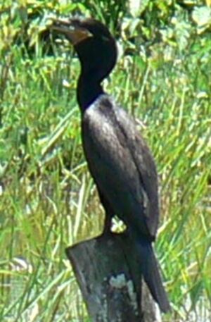 Neotropic Cormorant