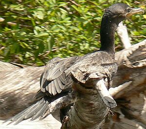 Neotropic Cormorant