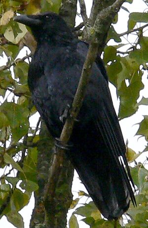 Carrion Crow