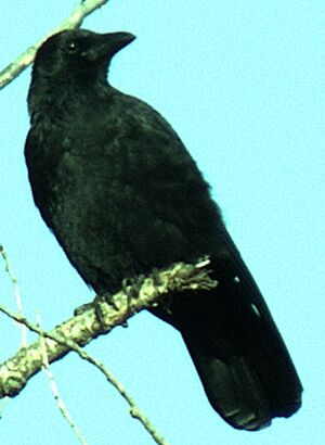 Carrion Crow