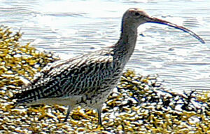 Eurasian Curlew
