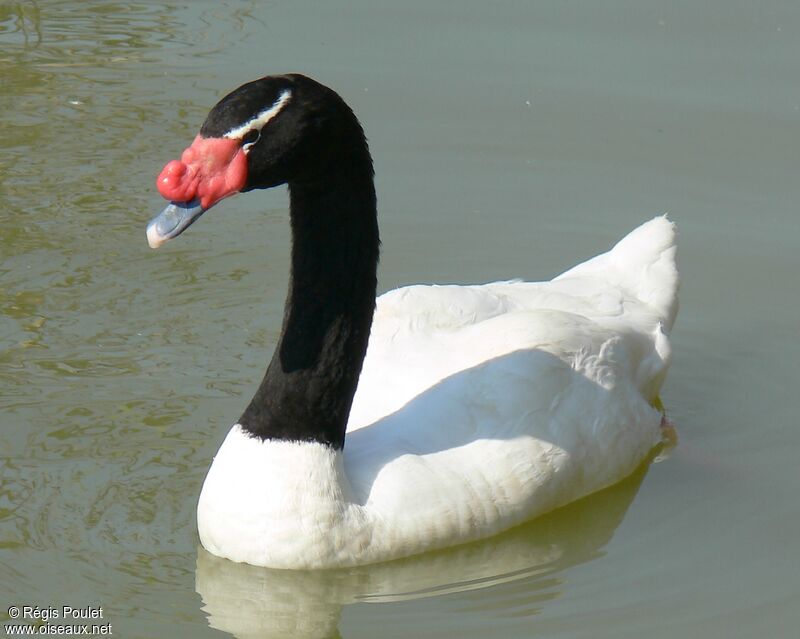 Black-necked SwanFourth year