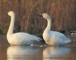 Tundra Swan