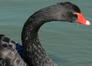 Cygne noir