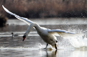 Cygne tubercul�